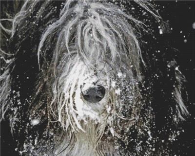 (image for) Snow Bearded Collie